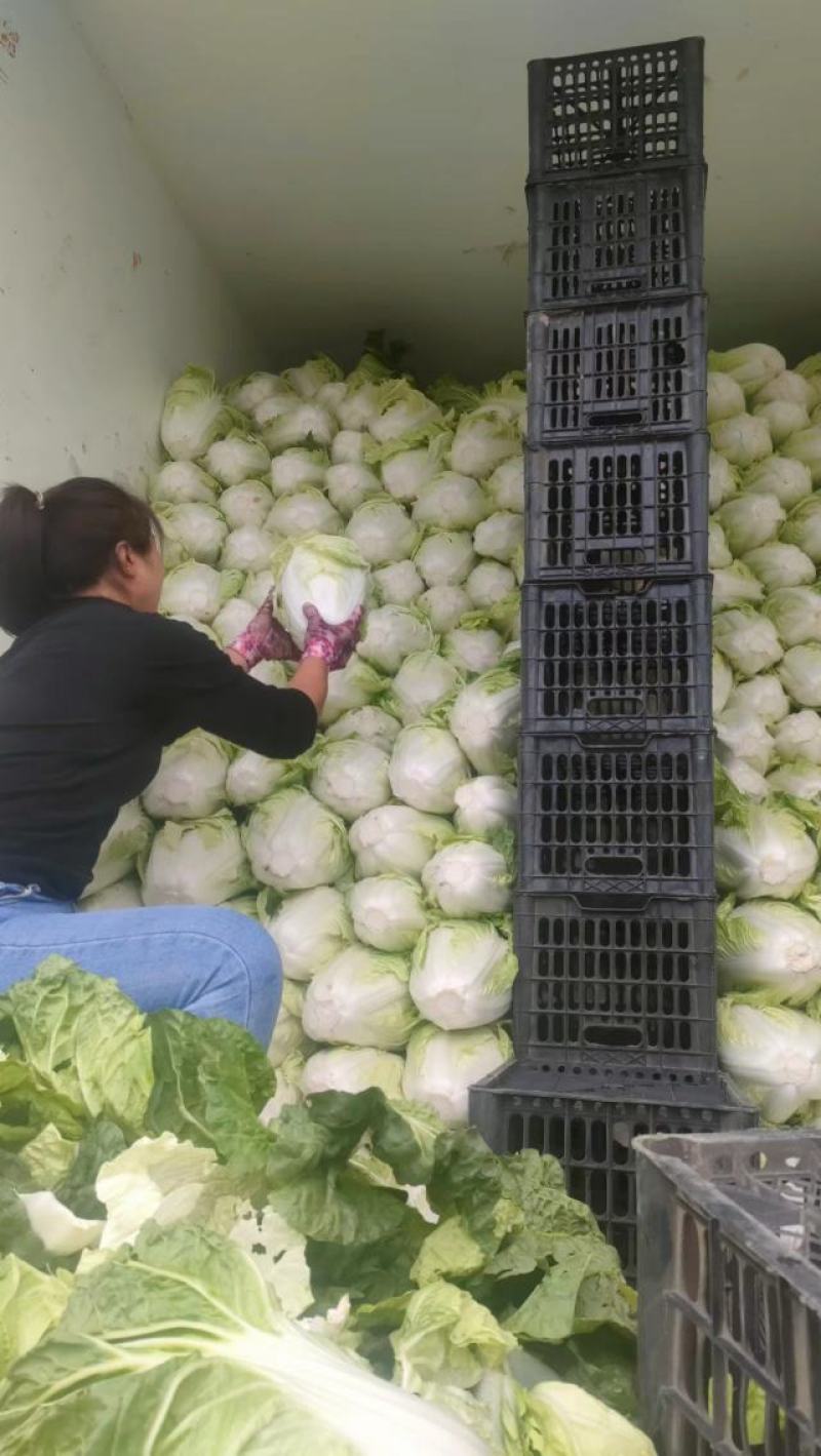 【推荐】夏阳白菜大吨位供应产地直发品质白菜欢迎咨询