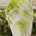 【推荐】夏阳白菜大吨位供应产地直发品质白菜欢迎咨询