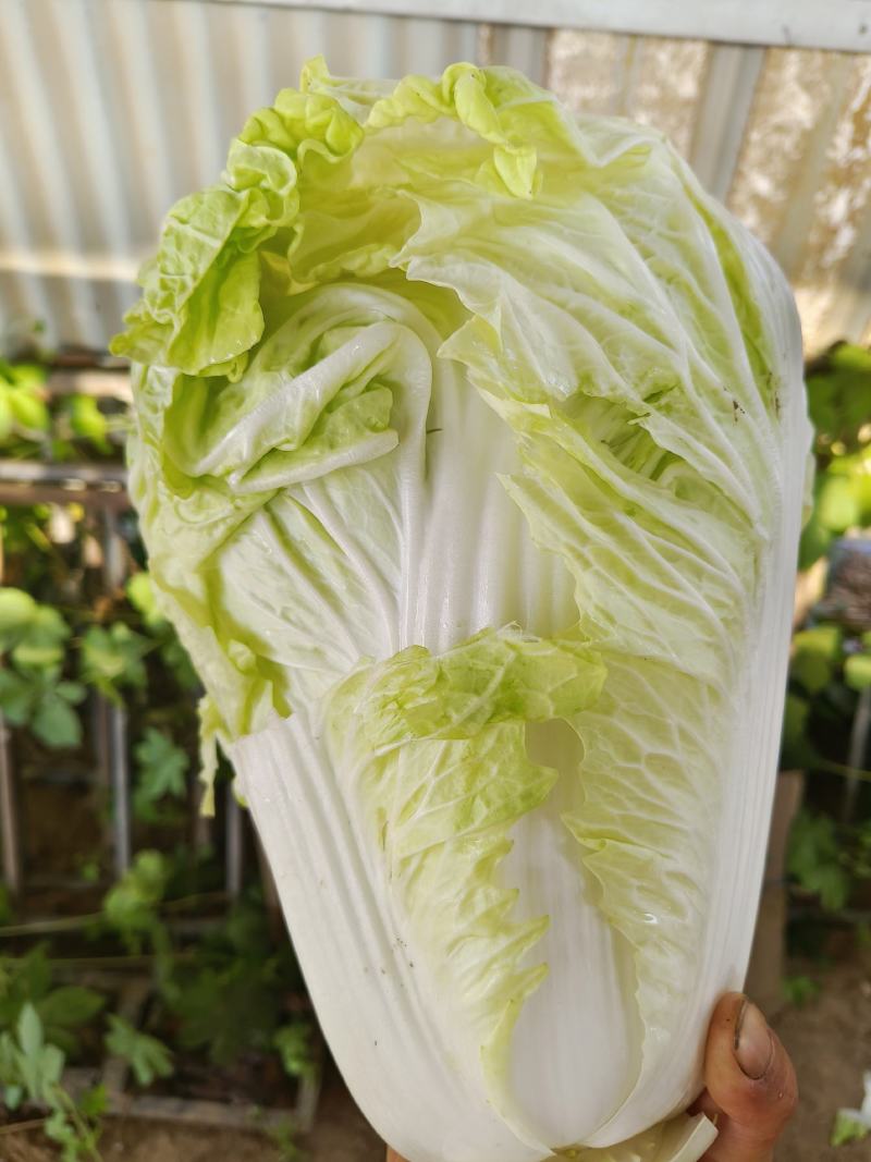 【推荐】夏阳白菜大吨位供应产地直发品质白菜欢迎咨询