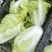 【推荐】夏阳白菜大吨位供应产地直发品质白菜欢迎咨询