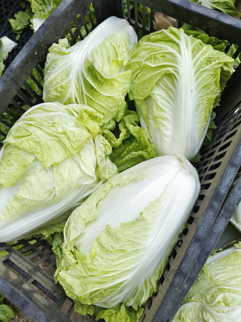 【推荐】夏阳白菜大吨位供应产地直发品质白菜欢迎咨询