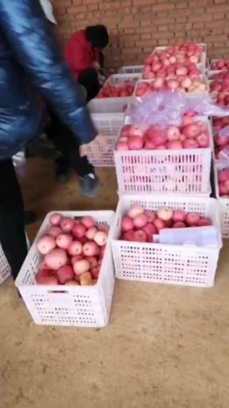 陕西洛川水晶红富士苹果现在，在大量收购中，
