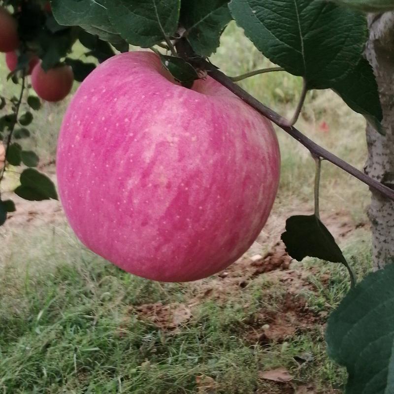 陕西洛川水晶红富士苹果现在，在大量收购中，