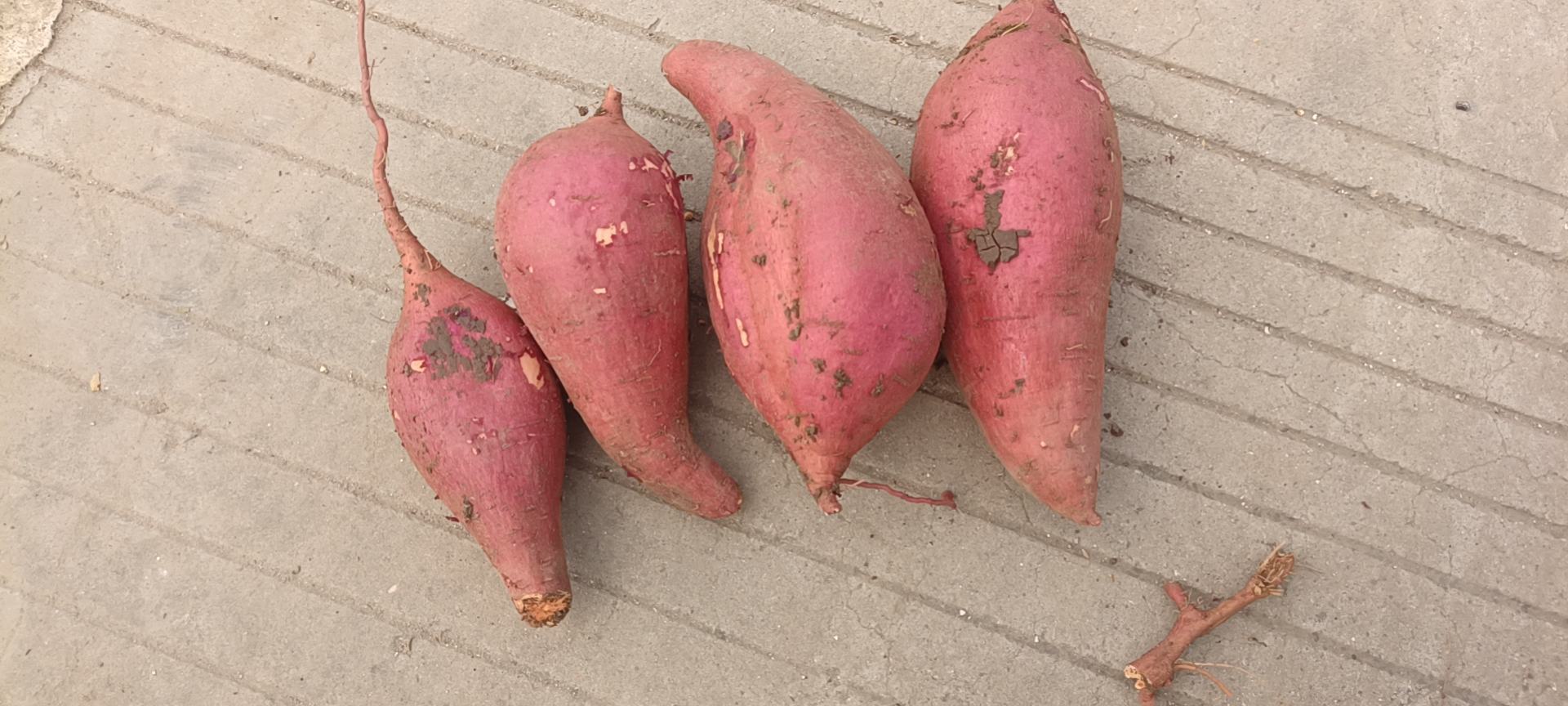 红薯种植垄作示意图