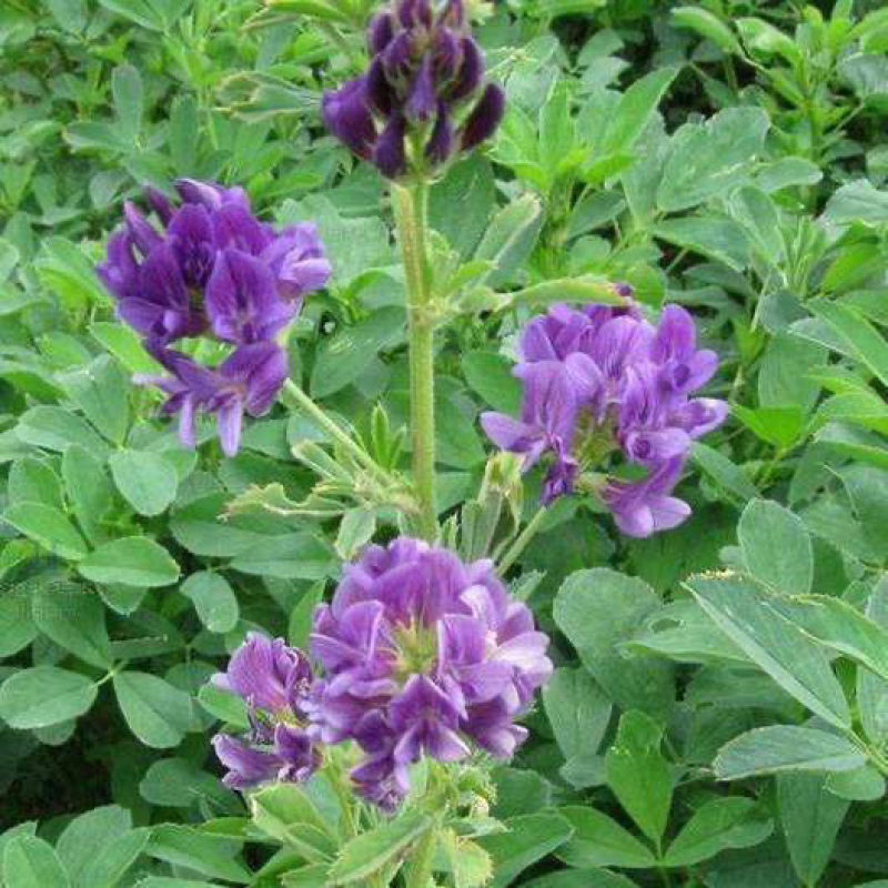 紫花苜蓿草种籽多年生牧草种子四季养殖喂羊牛鸡鸭鹅草鱼牧草