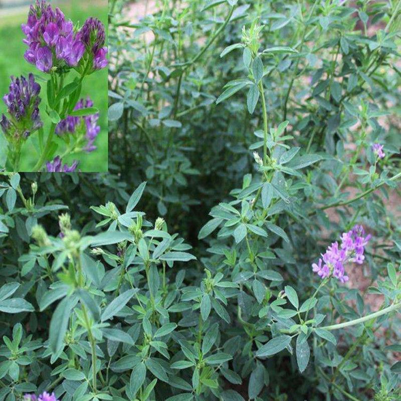 紫花苜蓿草种籽多年生牧草种子四季养殖喂羊牛鸡鸭鹅草鱼牧草