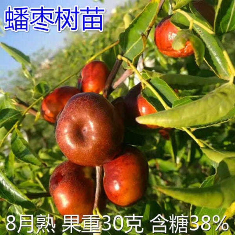 蟠枣树苗嫁接苗南北方种植枣树当年结果枣子树苗