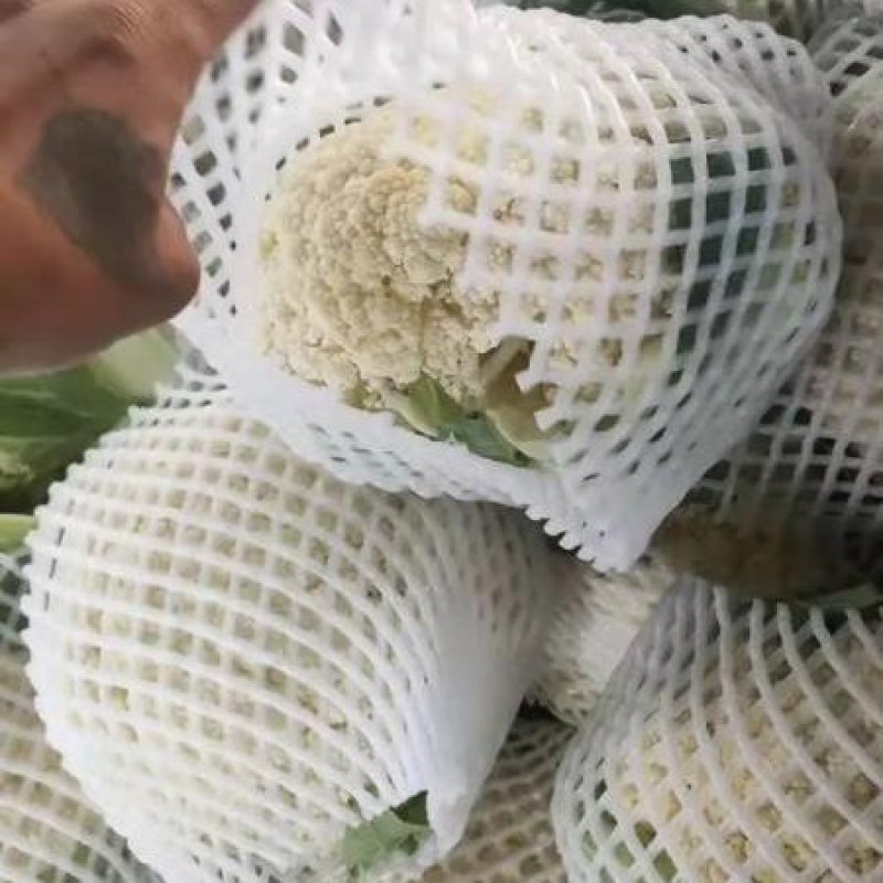 松花菜有机花菜开封菜花青梗白面量大优惠实力供货