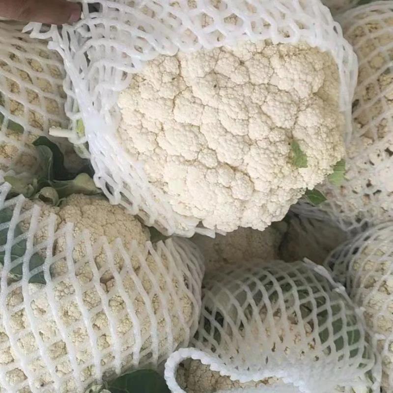 松花菜有机花菜开封菜花青梗白面量大优惠实力供货
