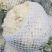 松花菜有机花菜开封菜花青梗白面量大优惠实力供货