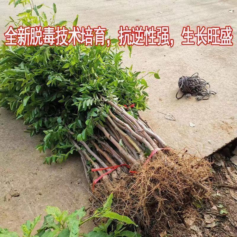 蟠枣树苗嫁接苗南北方种植枣树当年结果枣子树苗