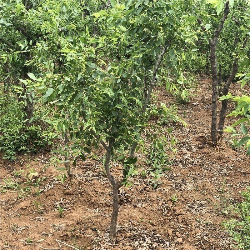 蟠枣树苗嫁接苗南北方种植枣树当年结果枣子树苗