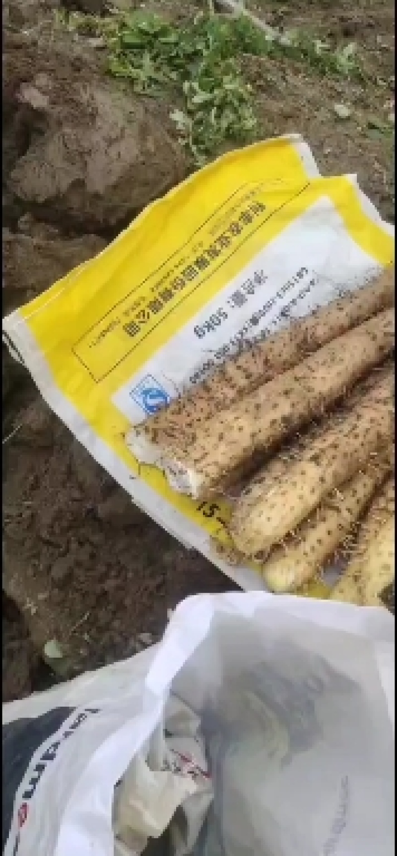 山东青岛平度市白玉山药，牛腿山药，面山药，