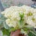 松花菜有机花菜开封菜花青梗白面量大优惠实力供货
