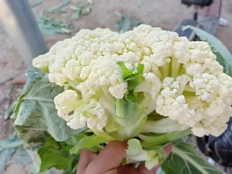 松花菜有机花菜开封菜花青梗白面量大优惠实力供货