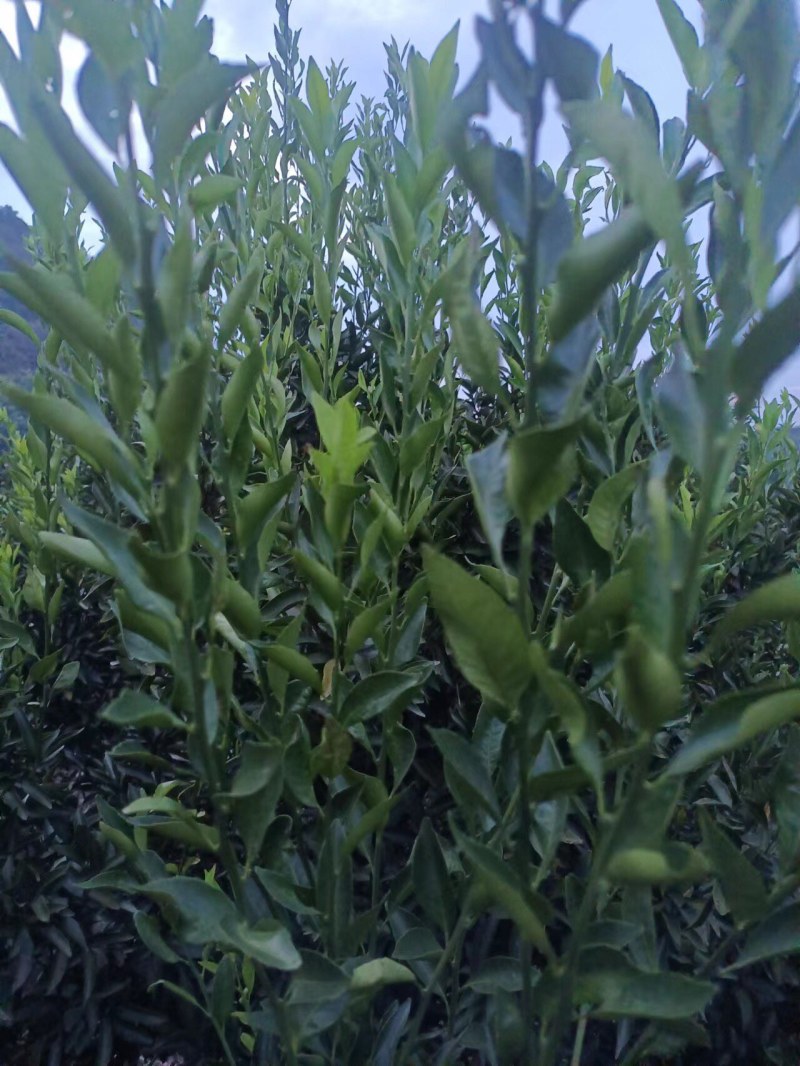 新会陈皮柑枝条芽条茶枝柑枝条芽条大量出售