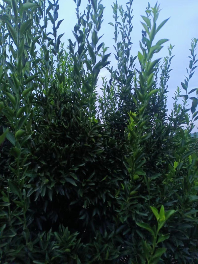 新会陈皮柑枝条芽条茶枝柑枝条芽条大量出售