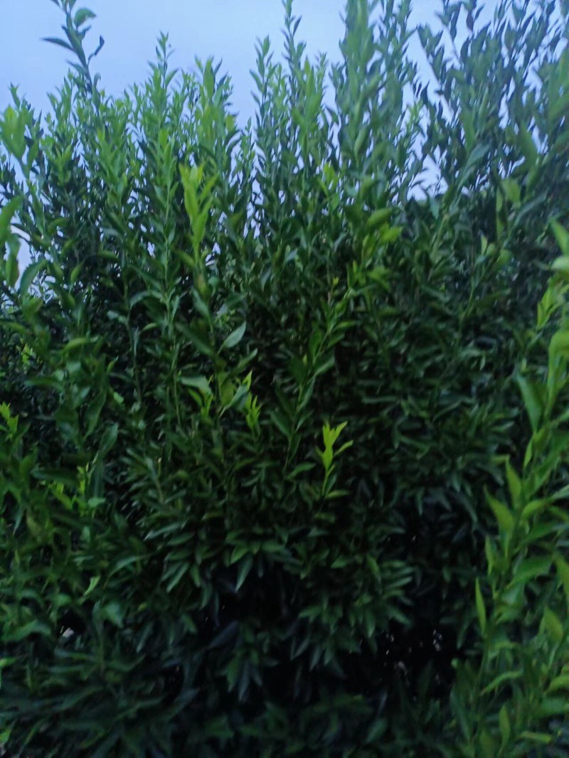 新会陈皮柑枝条芽条茶枝柑枝条芽条大量出售