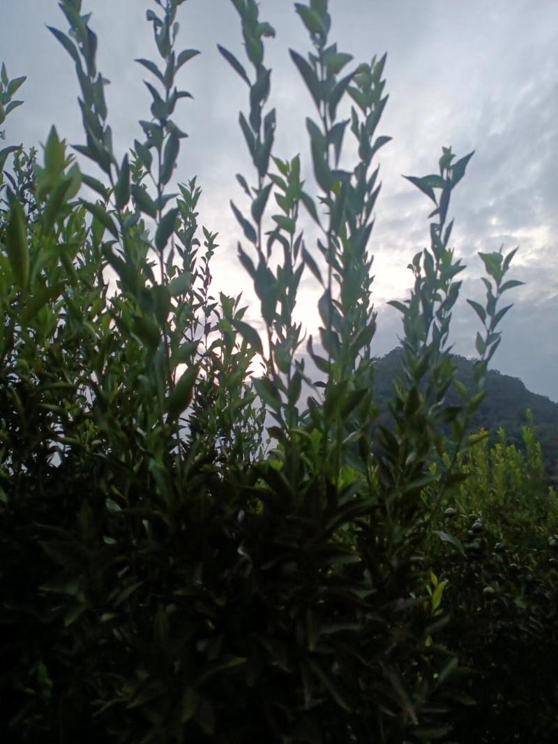新会陈皮柑枝条芽条茶枝柑枝条芽条大量出售