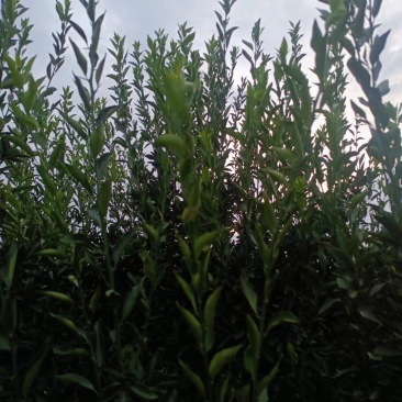 新会陈皮柑枝条芽条茶枝柑枝条芽条大量出售