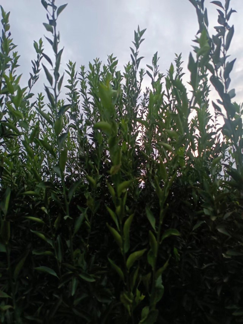 新会陈皮柑枝条芽条茶枝柑枝条芽条大量出售