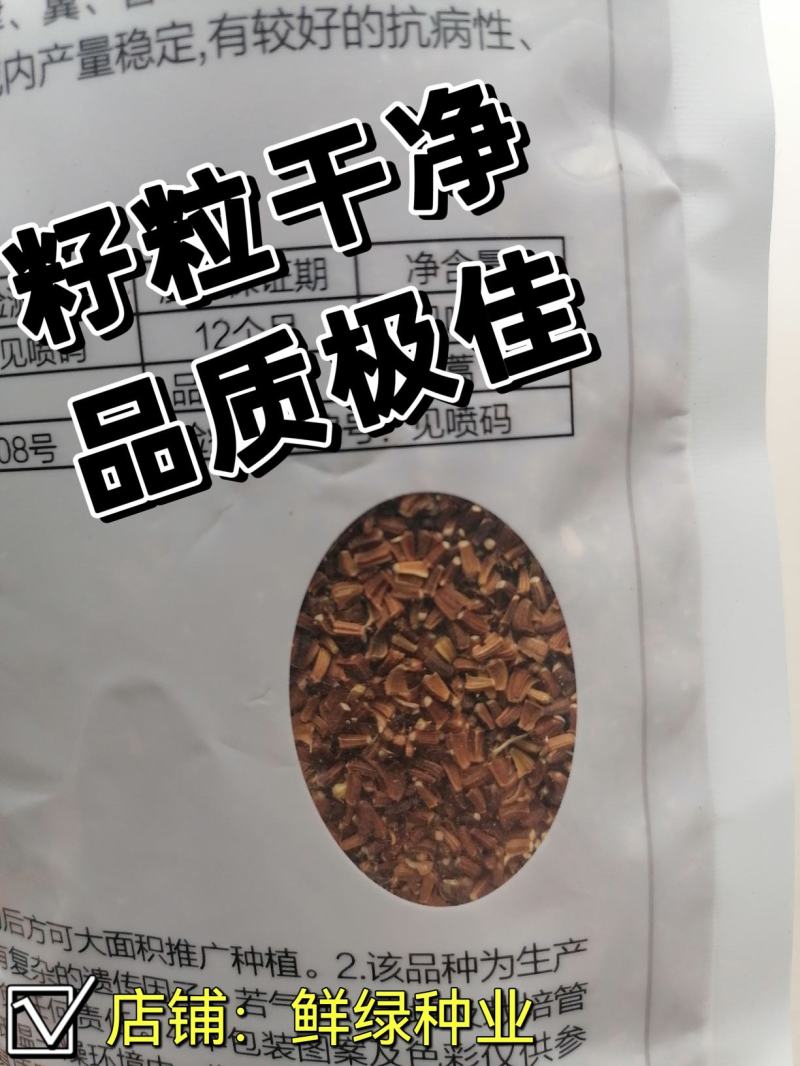 四季栽培光杆茼蒿种子耐寒耐热抗病味清新适应性优品质优