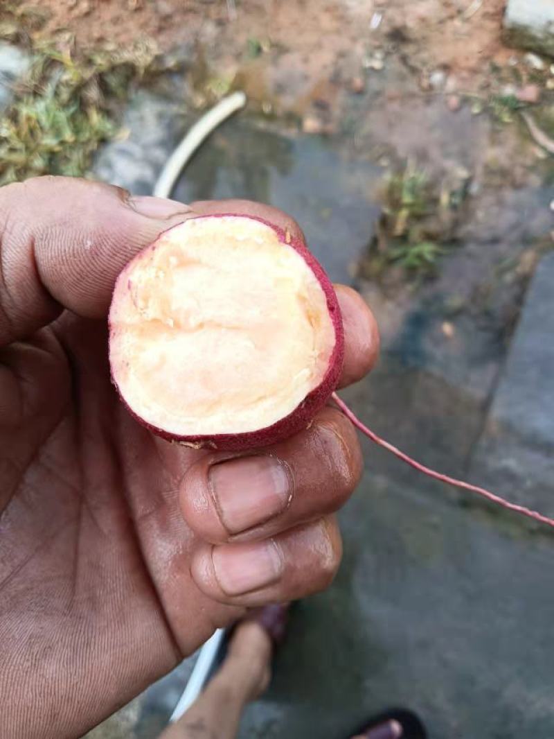 海南板栗小香薯