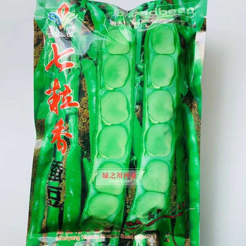 七粒香蚕豆种子中熟品种大粒蚕豆种子大田用种