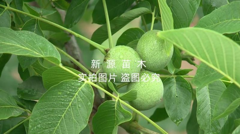 清香核桃嫁接苗南北方种植核桃树当年结果核桃树苗