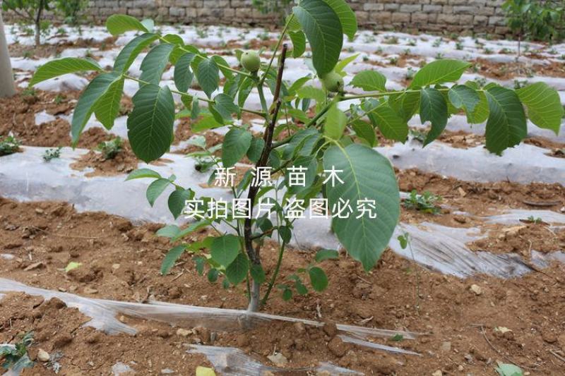 清香核桃嫁接苗南北方种植核桃树当年结果核桃树苗