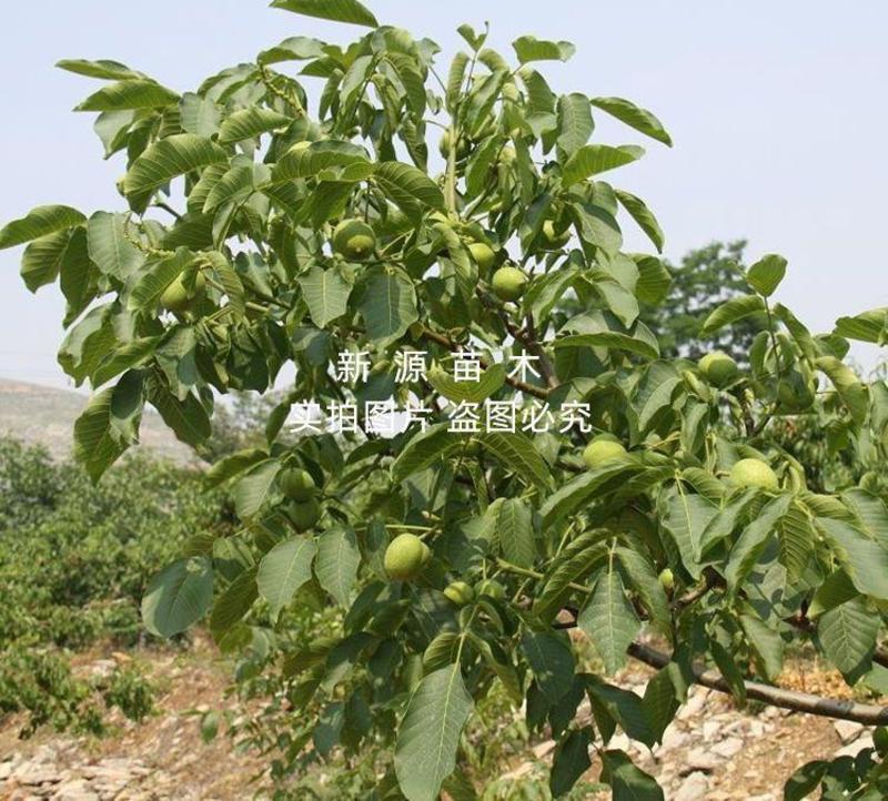 清香核桃嫁接苗南北方种植核桃树当年结果核桃树苗
