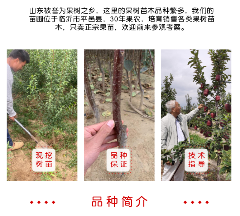 清香核桃嫁接苗南北方种植核桃树当年结果核桃树苗