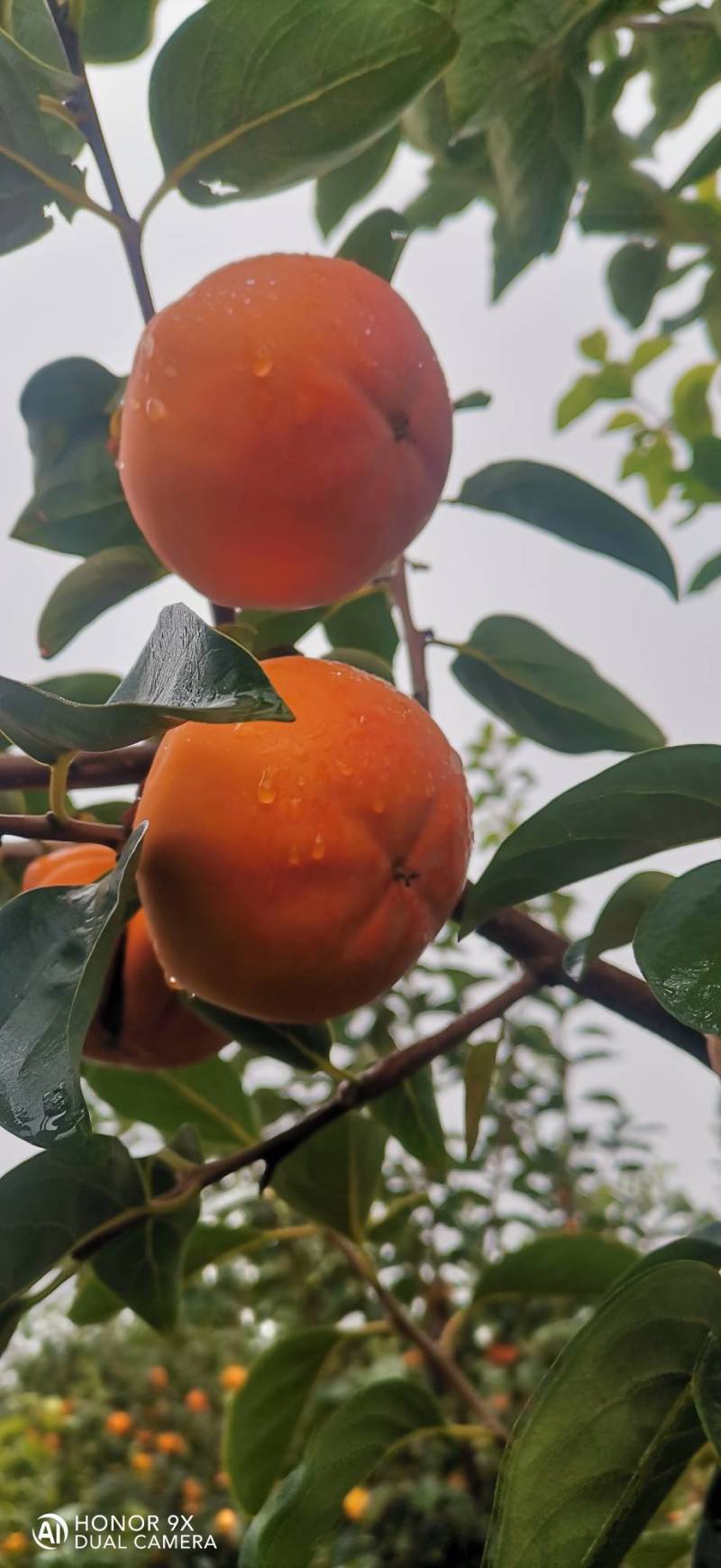 阳丰甜柿