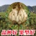 食用百合种球种子地栽盆栽阳台宜兴百合龙山卷丹百合种