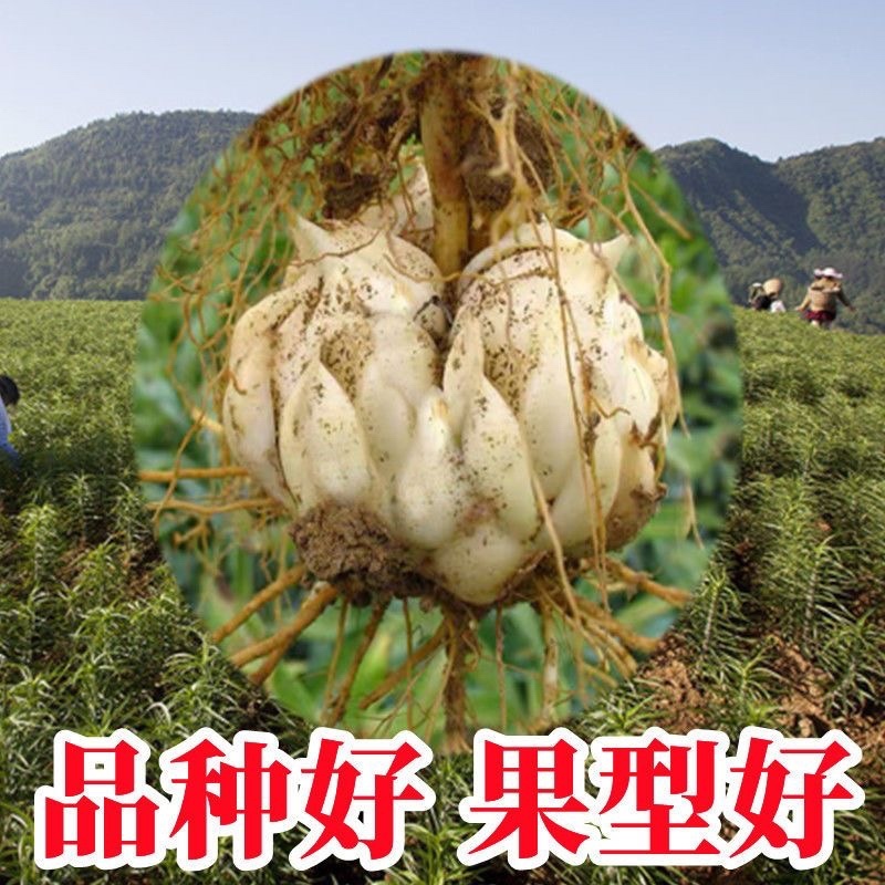 食用百合种球种子地栽盆栽阳台宜兴百合龙山卷丹百合种