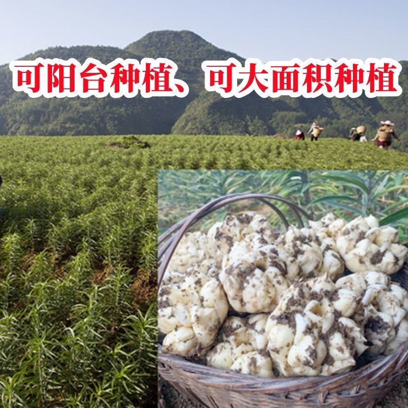 食用百合种球种子地栽盆栽阳台宜兴百合龙山卷丹百合种
