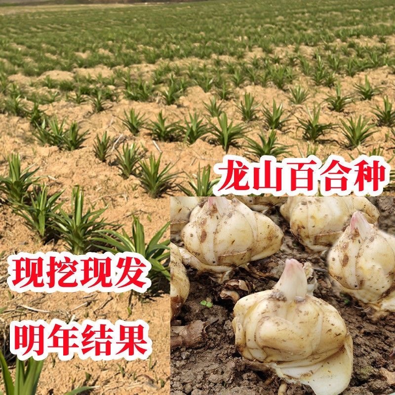 食用百合种球种子地栽盆栽阳台宜兴百合龙山卷丹百合种