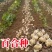 食用百合种球种子地栽盆栽阳台宜兴百合龙山卷丹百合种