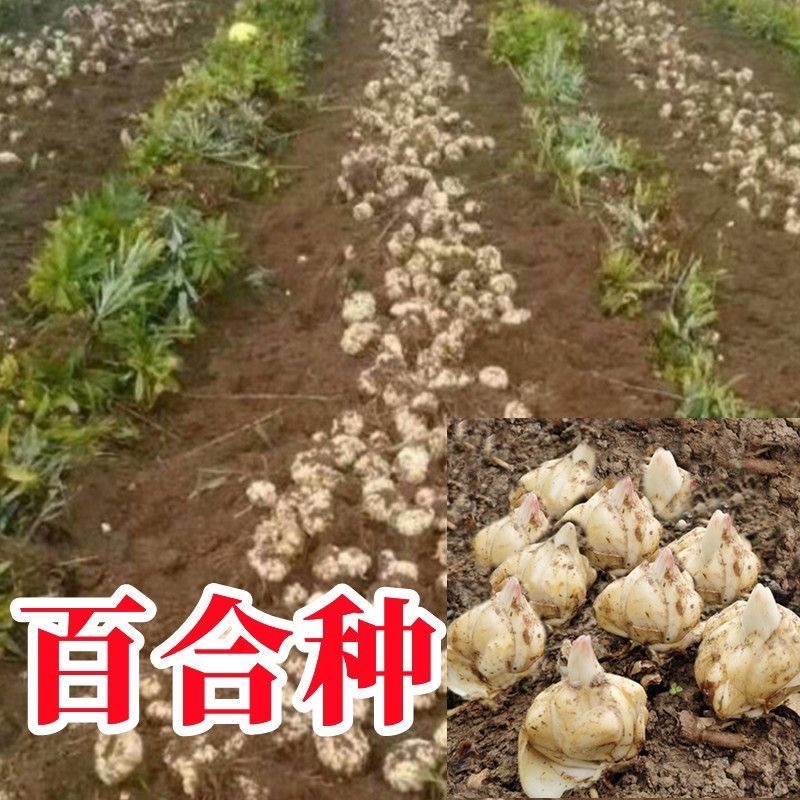 食用百合种球种子地栽盆栽阳台宜兴百合龙山卷丹百合种