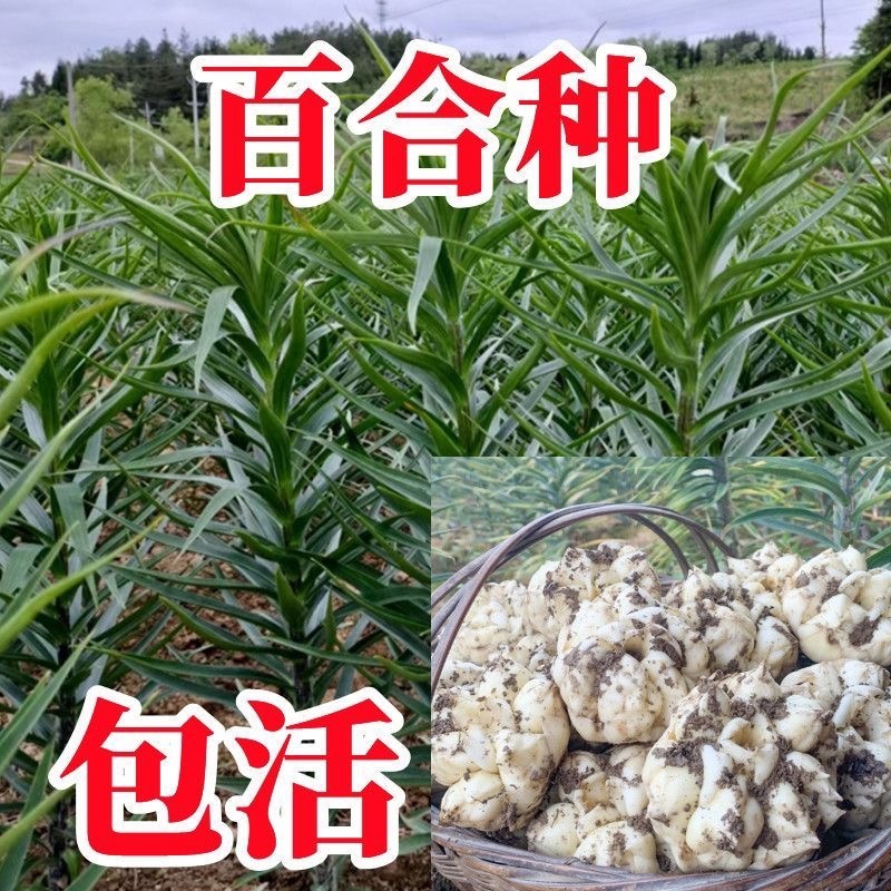 食用百合种球种子地栽盆栽阳台宜兴百合龙山卷丹百合种
