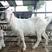 美国白山羊怀孕羊买十送一一只也发货提供技术包成活