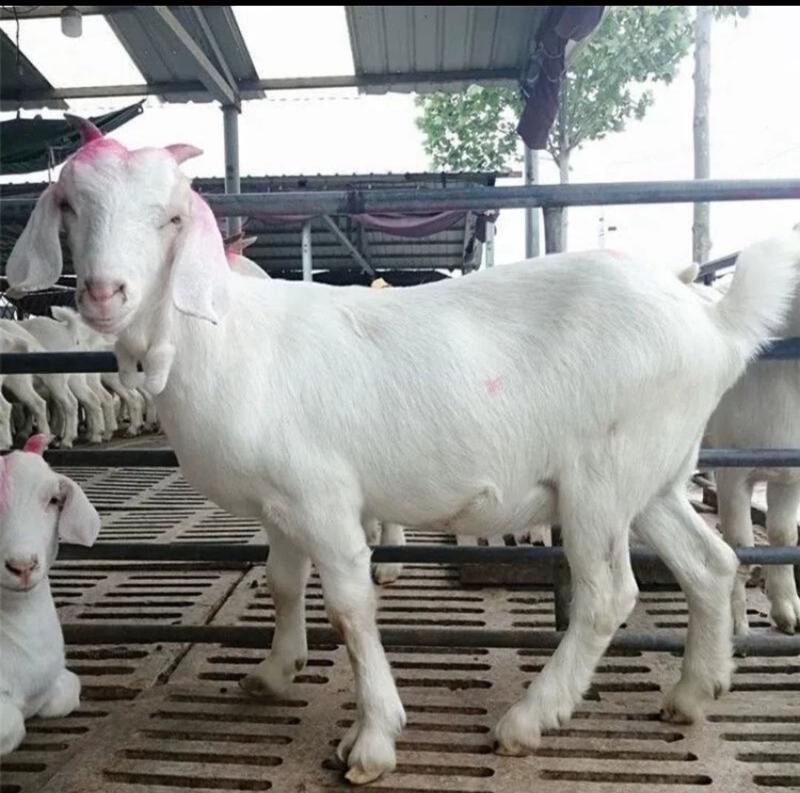 美国白山羊怀孕羊买十送一一只也发货提供技术包成活