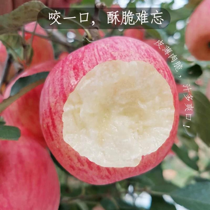 红富士苹果，山东苹果，脆甜多汁，果面干净，支持全国发货