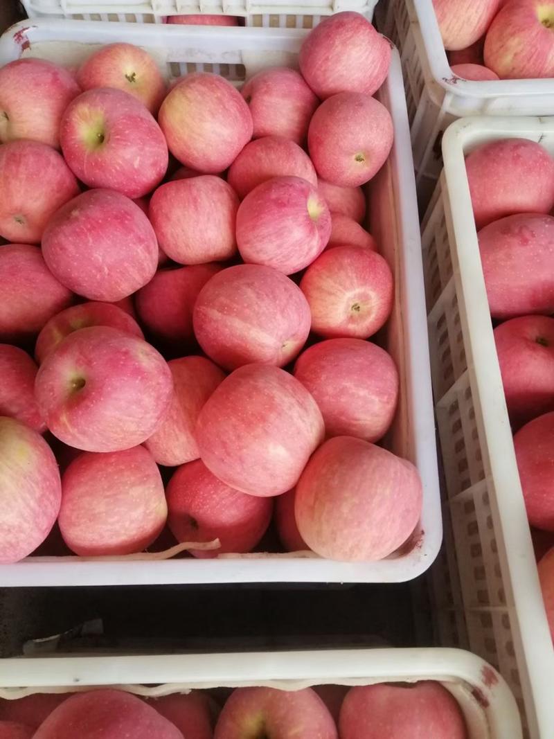 红富士苹果，山东苹果，脆甜多汁，果面干净，支持全国发货