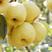 金顶谢花酥梨，产地直供，品质优良，千亩梨园，欢迎全国下单