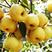 金顶谢花酥梨，产地直供，品质优良，千亩梨园，欢迎全国下单