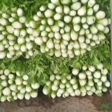 芹菜-法国皇后65cm以上有专业割芹菜队伍中颗菜
