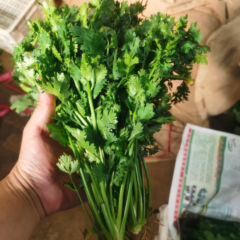 山东潍坊精品香菜规格齐全基地直发货源充足欢迎致电