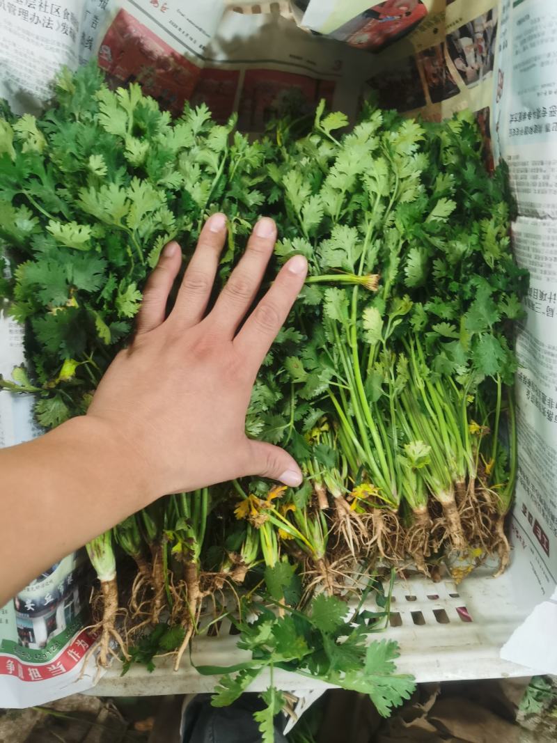 山东潍坊精品香菜规格齐全基地直发货源充足欢迎致电