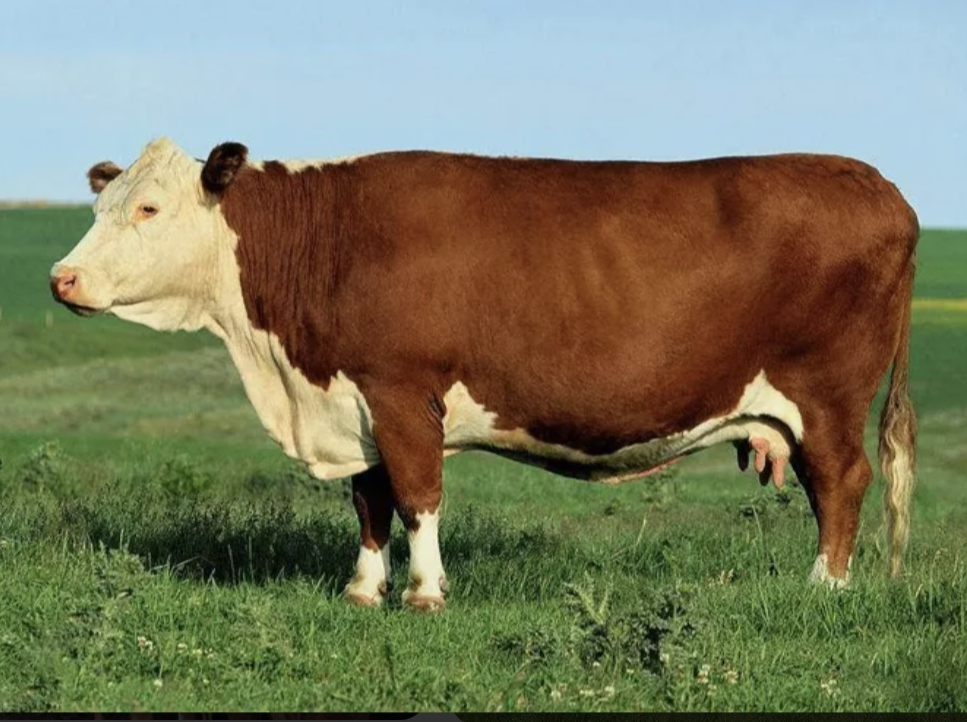 一群西门塔尔牛在阳光下的草地上吃草，多数为黄白花或红白花，其中一头接近全白的个体位于边缘，引起注意